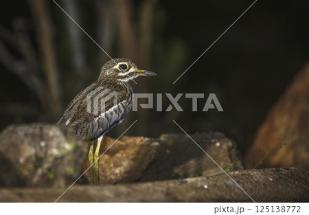 Water thick-knee in Greater Kruger National park, South Africa 125138772