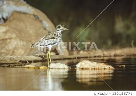 Water thick-knee in Greater Kruger National park, South Africa Water thick-knee in Greater Kruger National park, South Africa 125138775