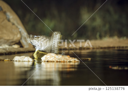 Water thick-knee in Greater Kruger National park, South Africa Water thick-knee in Greater Kruger National park, South Africa 125138776