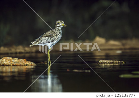 Water thick-knee in Greater Kruger National park, South Africa 125138777