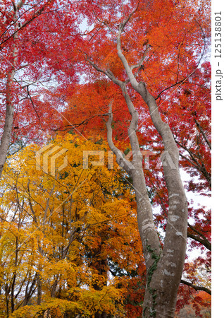 紅葉したモミジ 紅葉したモミジ 125138801