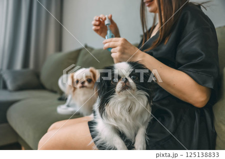 black and white japanese chin dog gazing and looking at camera while sitting on woman s lap during morning beauty routine, second dog on couch, woman holding serum black and white japanese chin dog gazing and looking at camera while sitting on woman s lap during morning beauty routine, second dog on couch, woman holding serum 125138833