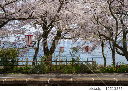 能登さくら駅の愛称があるのと鉄道の能登鹿島駅の満開の桜 能登さくら駅の愛称があるのと鉄道の能登鹿島駅の満開の桜 125138834