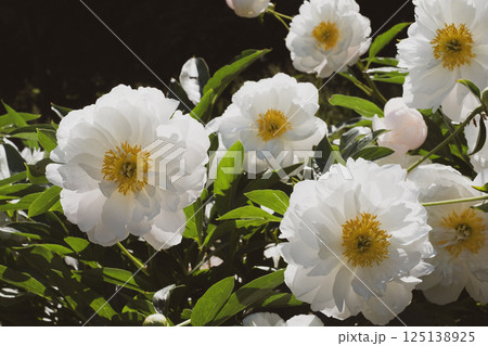 Peonies in bloom. 125138925