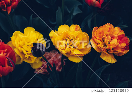 Tulips in bloom. 125138959