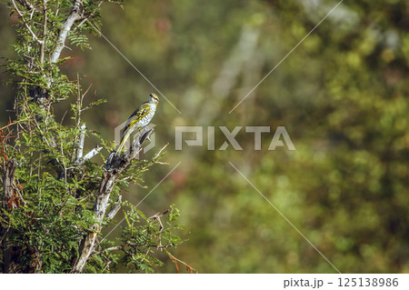 Black Cuckoo-shrike in Greater Kruger National park, South Africa Black Cuckoo-shrike in Greater Kruger National park, South Africa 125138986