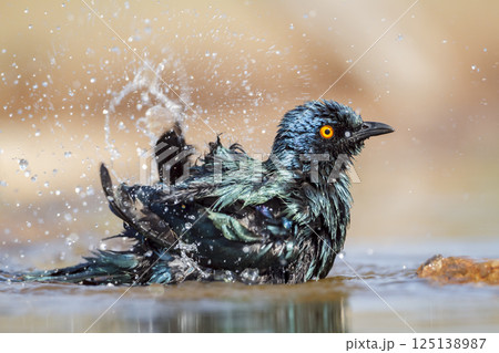 Cape Glossy Starling in Greater Kruger National park, South Africa 125138987