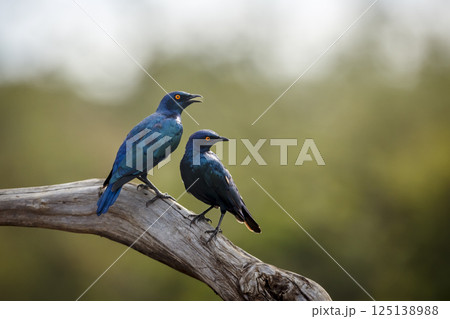 Cape Glossy Starling in Greater Kruger National park, South Africa Cape Glossy Starling in Greater Kruger National park, South Africa 125138988
