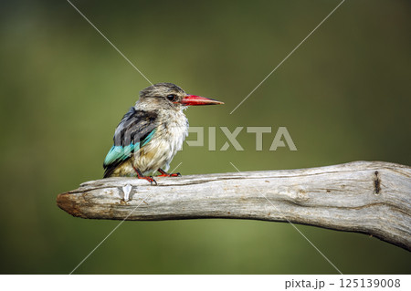 Grey-headed Kingfisher in Greater Kruger National park, South Africa 125139008