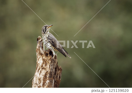 Groundscraper Thrush in Greater Kruger National park, South Africa 125139020