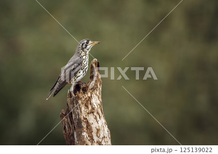 Groundscraper Thrush in Greater Kruger National park, South Africa Groundscraper Thrush in Greater Kruger National park, South Africa 125139022