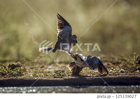 Laughing Dove in Greater Kruger National park, South Africa 125139027