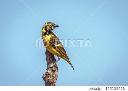 Lesser Masked Weaver in Greater Kruger National park, South Africa Lesser Masked Weaver in Greater Kruger National park, South Africa 125139028