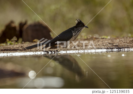Levaillant's Cuckoo in Greater Kruger National park, South Africa Levaillant's Cuckoo in Greater Kruger National park, South Africa 125139035
