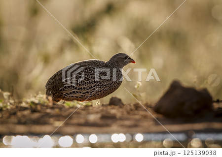 Natal francolin in Greater Kruger National park, South Africa 125139038
