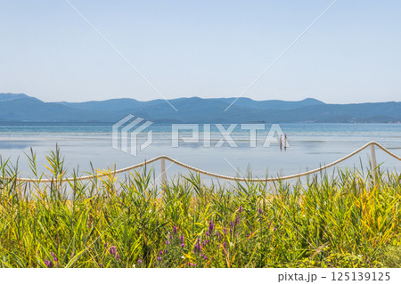 Delta of the Neretva river near the mouth of river into Adriatic Sea, Croatia, Europe. Coastal tranquility: verdant reeds sway by the serene shore under a clear sky, mountains in the distance. Delta of the Neretva river near the mouth of river into Adriatic Sea, Croatia, Europe. Coastal tranquility: verdant reeds sway by the serene shore under a clear sky, mountains in the distance. 125139125