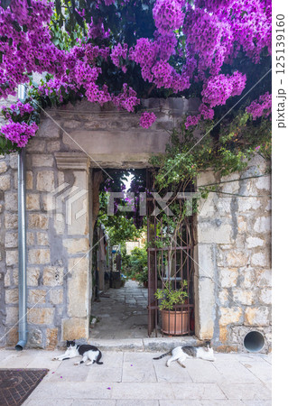 Ston, historic town in Peljesac peninsula in Croatia, Europe. Quaint stone doorway with vibrant purple flowers cascading overhead, two cats relaxing on the sunlit stone path. Ston, historic town in Peljesac peninsula in Croatia, Europe. Quaint stone doorway with vibrant purple flowers cascading overhead, two cats relaxing on the sunlit stone path. 125139160