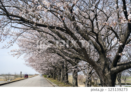 石川県の穴場桜名所「桜づつみ」 石川県の穴場桜名所「桜づつみ」 125139273