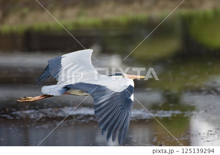 青鷺 heron / Japan 125139294