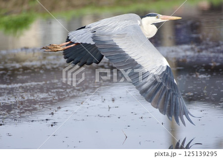 青鷺 heron / Japan 青鷺 heron / Japan 125139295