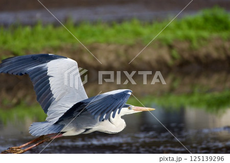 青鷺 heron / Japan 125139296