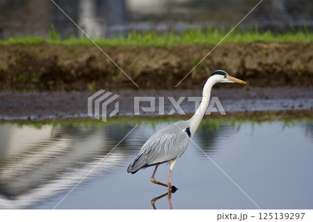青鷺 heron / Japan 125139297