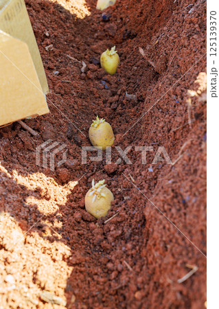 Freshly sprouted potatoes are being planted in rich soil to start growing season. Freshly sprouted potatoes are being planted in rich soil to start growing season. 125139370