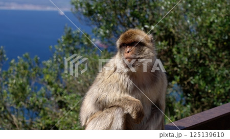Barbary macaque sitting on a railing contemplating the Strait of Gibraltar in Gibraltar Barbary macaque sitting on a railing contemplating the Strait of Gibraltar in Gibraltar 125139610