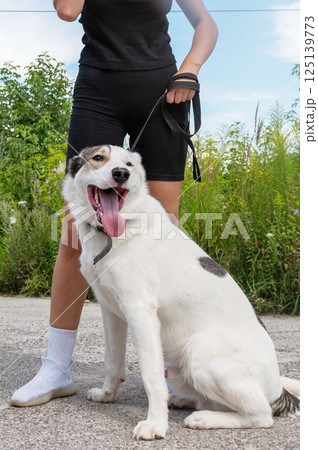 Female and dog. Beautiful young woman walking her dog outdoors. Happy dog sitting close to owner legs outdoors. 125139773
