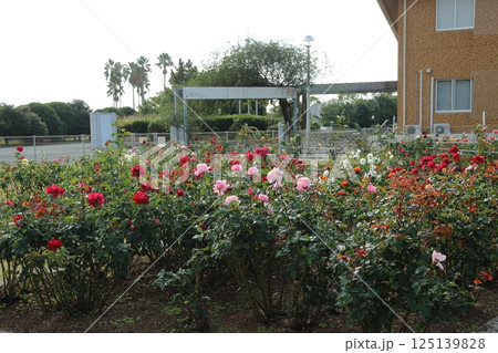 荒尾市 おもやい市民花壇 バラの花、 荒尾市 おもやい市民花壇 バラの花、 125139828