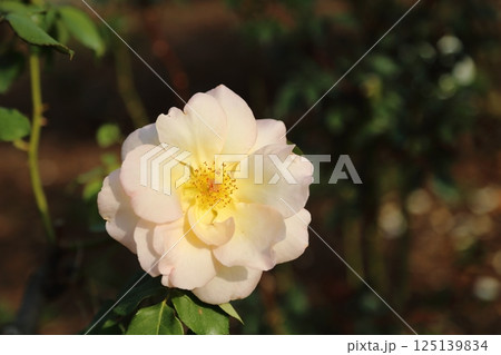 荒尾市　おもやい市民花壇　バラの花、 125139834