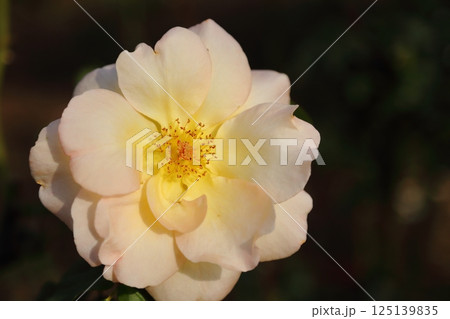 荒尾市　おもやい市民花壇　バラの花、 125139835