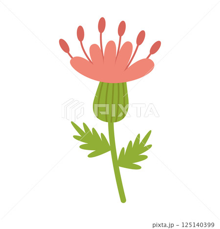 Thistle, a prickly honey plant, with a pink flower. Vector clipart. Cartoon illustration isolated. 125140399