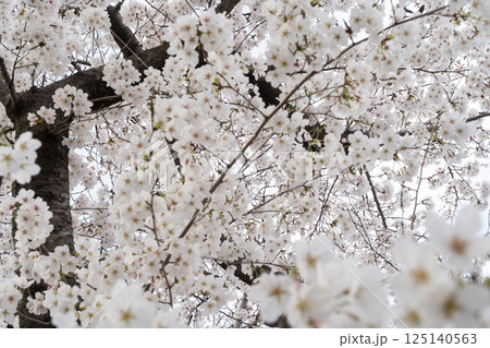 満開の桜に包まれる春景色④ 125140563