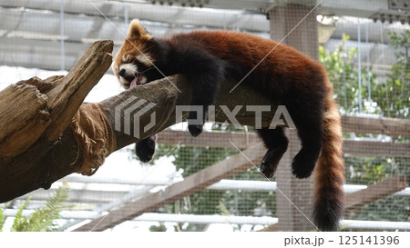 木の上で眠るレッサーパンダ 木の上で眠るレッサーパンダ 125141396