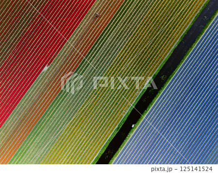 A stunning aerial view of colorful flower fields planted in diagonal rows, showcasing vibrant stripes of red, green, yellow, and purple, separated by narrow irrigation canals. A stunning aerial view of colorful flower fields planted in diagonal rows, showcasing vibrant stripes of red, green, yellow, and purple, separated by narrow irrigation canals. 125141524