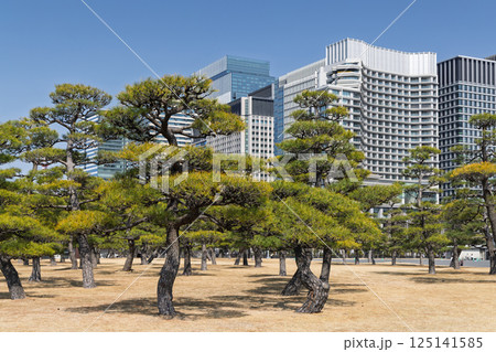 A serene view of the fir tree garden near Tokyo Imperial Palace A serene view of the fir tree garden near Tokyo Imperial Palace 125141585