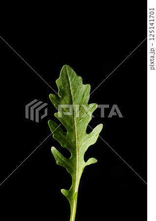 Fresh green leaf of healthy arugula on a black background. Healthy food. Ingredient Culinary background. 125141701