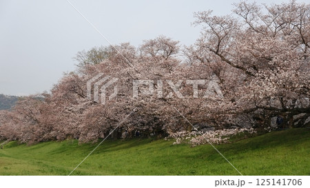 青空と桜の花 125141706