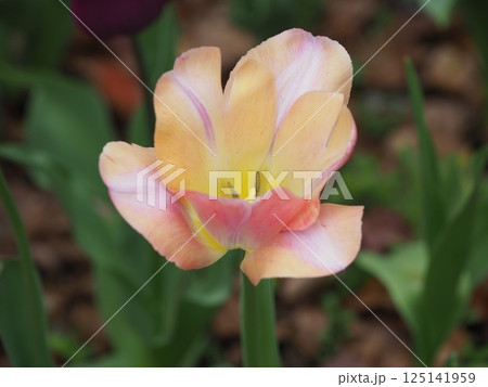 チューリップ チューリップ 125141959