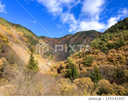 山梨県県道23号から紅葉の山々を見上げる 125142307