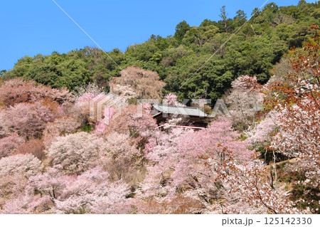 世界遺産 吉野大峯の満開の桜 世界遺産 吉野大峯の満開の桜 125142330