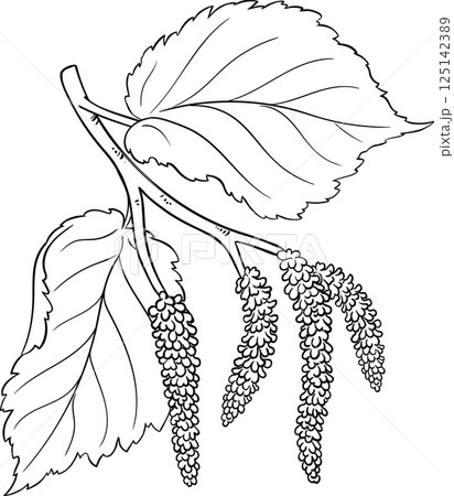 Hazelnut Branch with Flowers and Leaves Outline Illustration 125142389