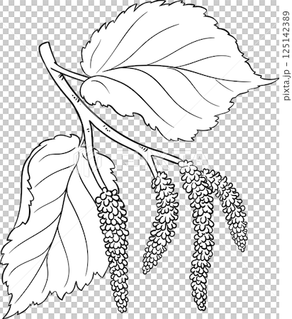 Hazelnut Branch with Flowers and Leaves Outline Illustration 125142389