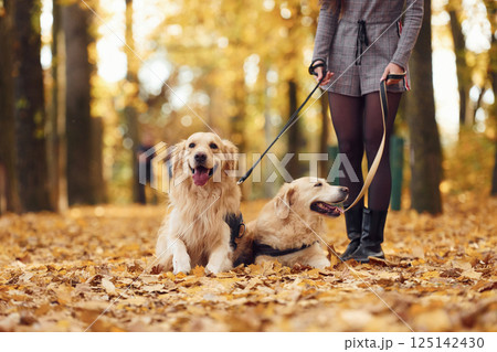 Young woman is on the walk with her two dogs in the autumn forest 125142430