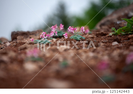 高山植物の女王コマクサの花1 125142443