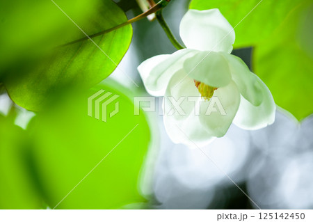深い森に咲く幻の花オオヤマレンゲの白い花18 深い森に咲く幻の花オオヤマレンゲの白い花18 125142450