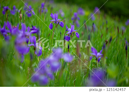 初夏の草原を彩る紫色のアヤメの群落 125142457