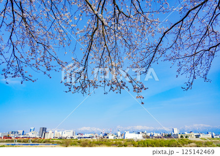 神通川左岸桜堤 125142469