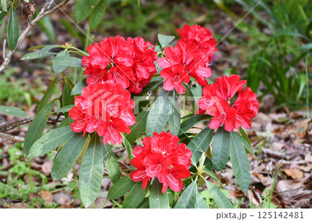 セイヨウシャクナゲ「ネリアーブ・レッド」 セイヨウシャクナゲ「ネリアーブ・レッド」 125142481
